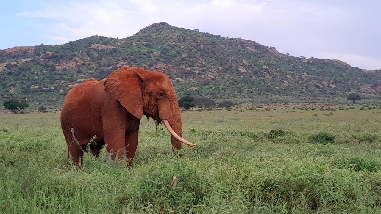 2-Day Safari Tour from Mombasa | Tsavo East/West Safari