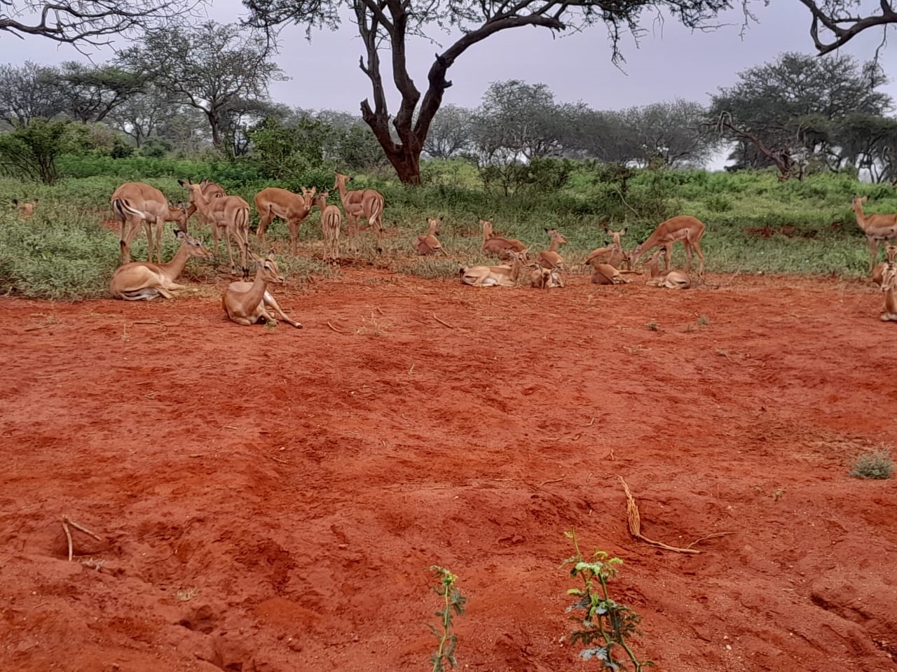 One Day Tsavo East National Park Safari From Mombasa