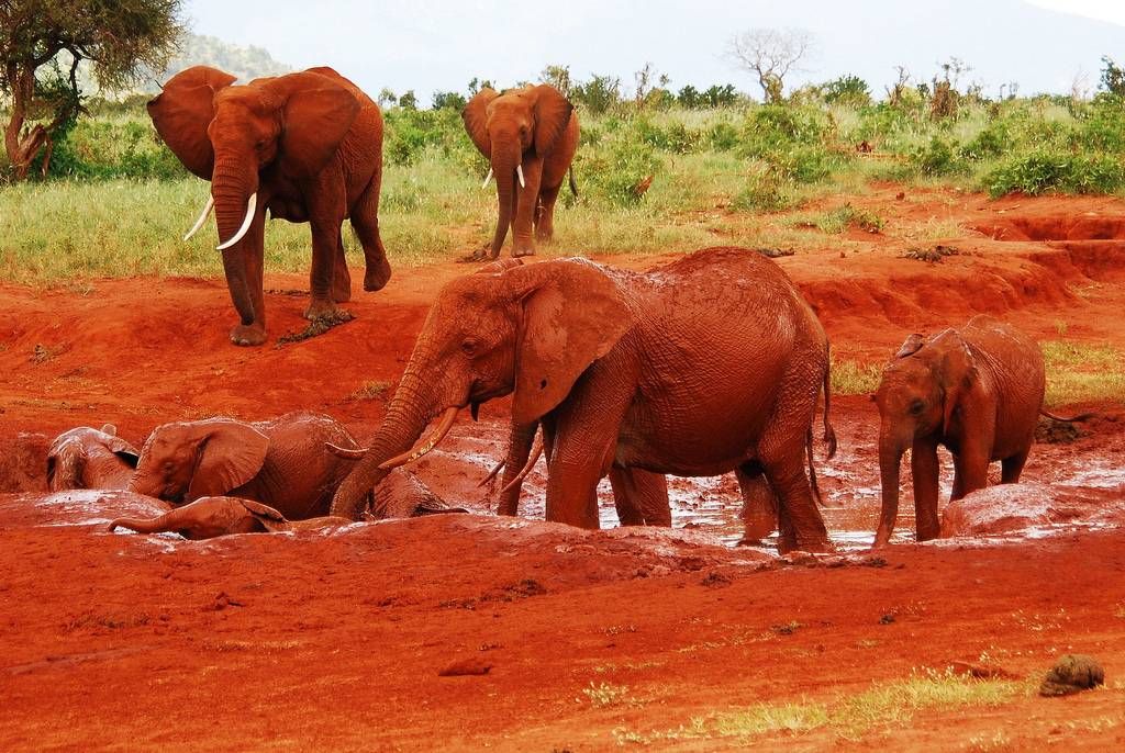 4-Days-Mombasa Safari Package: Tsavo East-Amboseli-Tsavo West National Parks 