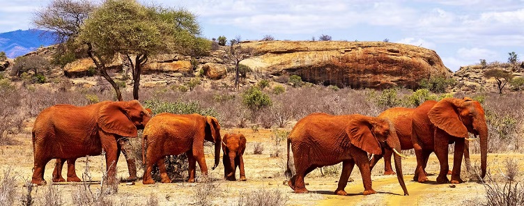 Kenya Safari Tour Packages