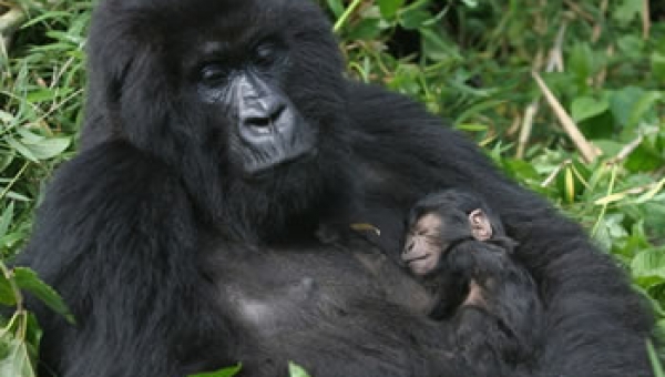 1-Day Gorilla Trekking Uganda from Kigali 