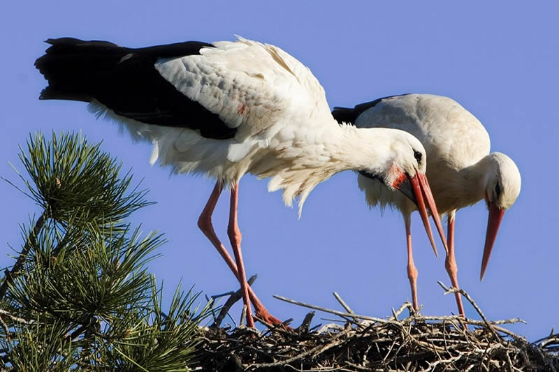 Kenya Bird Watching Adventures tours/Safari 10 Days Holidays