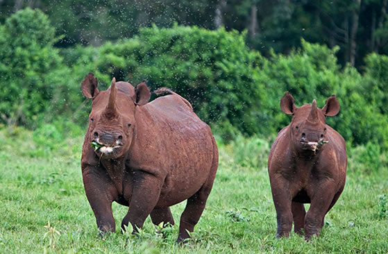 Aberdares, Kenya