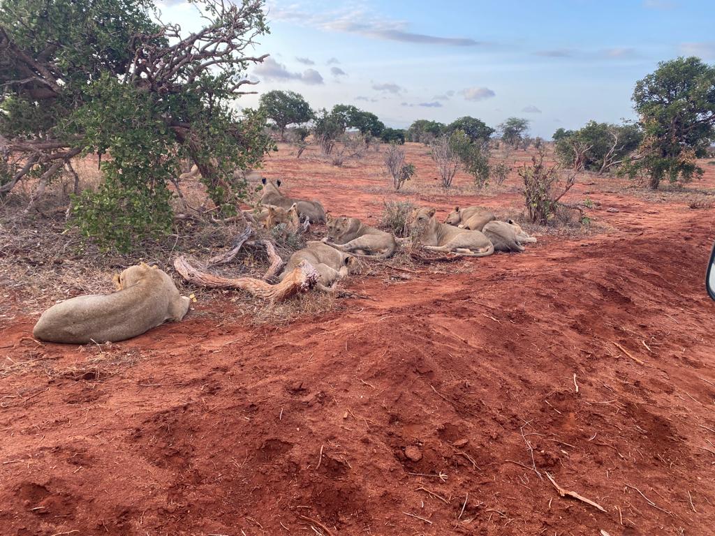 A game drive through the red-earth landscape of Tsavo East
