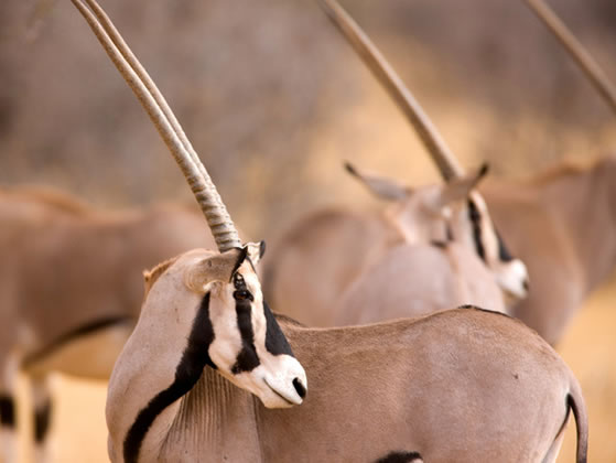 Samburu, Kenya