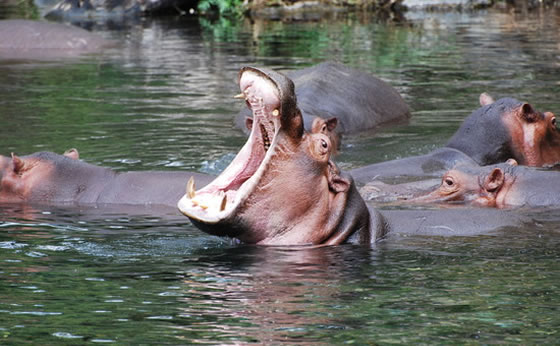 7-Days/6-Nights Kenya Safari Nairobi to Mombasa Adventure