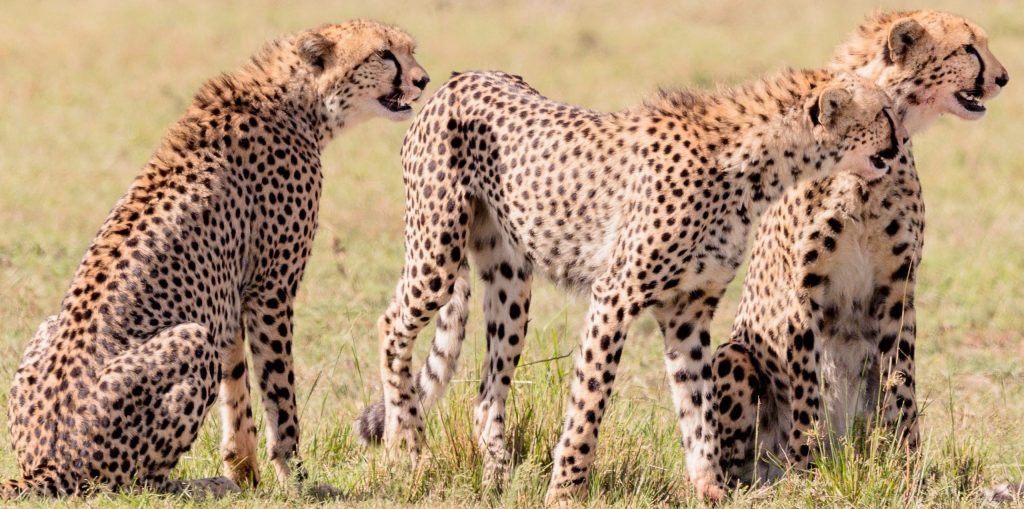 7 Days 6 Nights Kenya Safari Holiday package from Mombasa