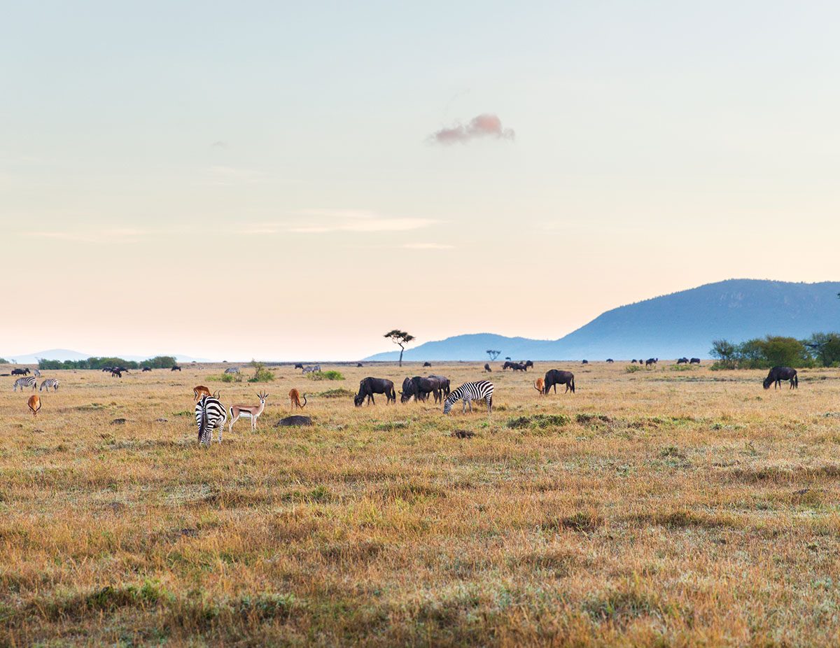 10-Day Kenya and Tanzania Safari Combined Package