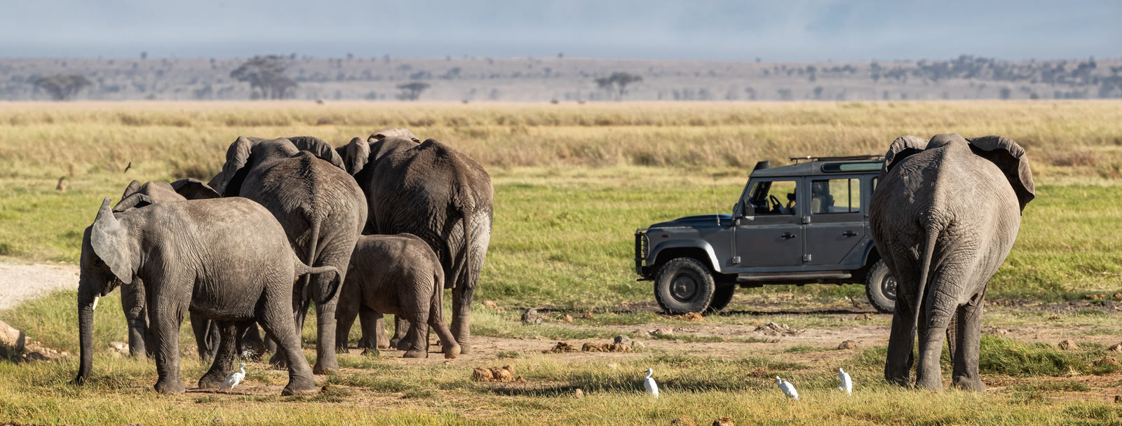 A FAD vehicle among an elephant herd