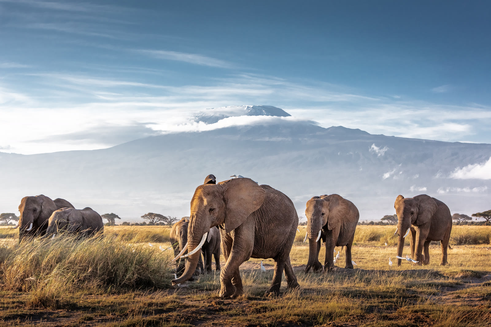 Amboseli
