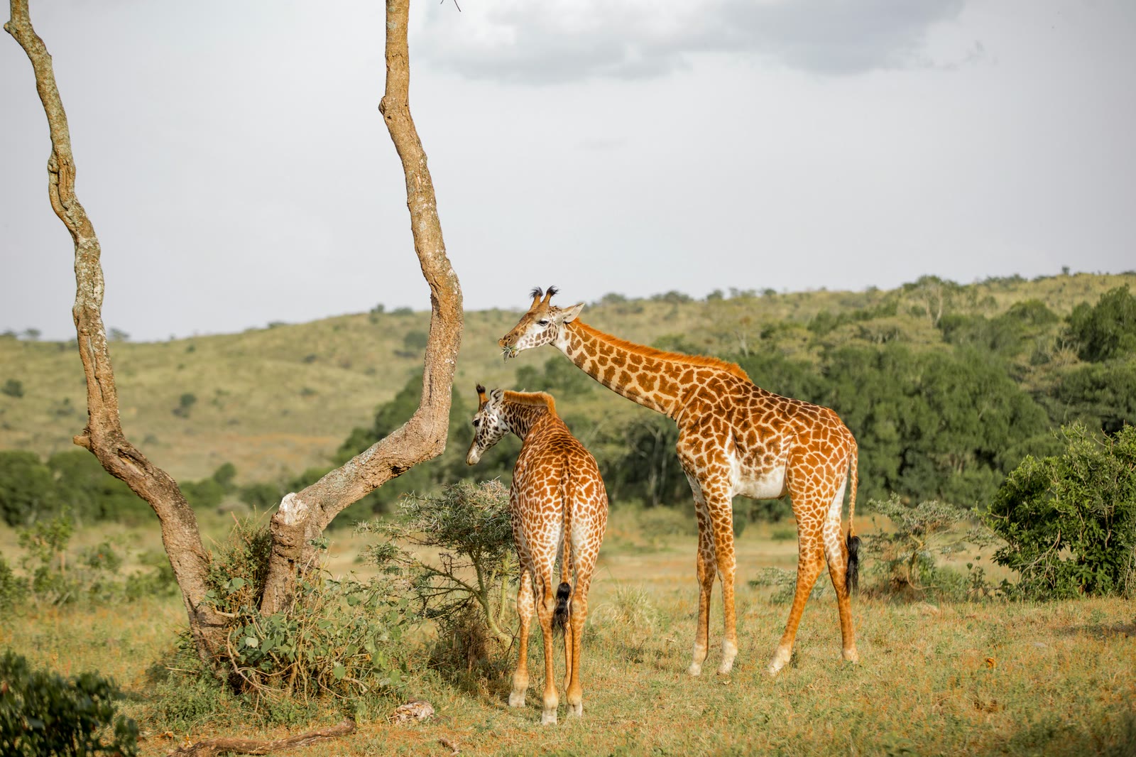 Arusha