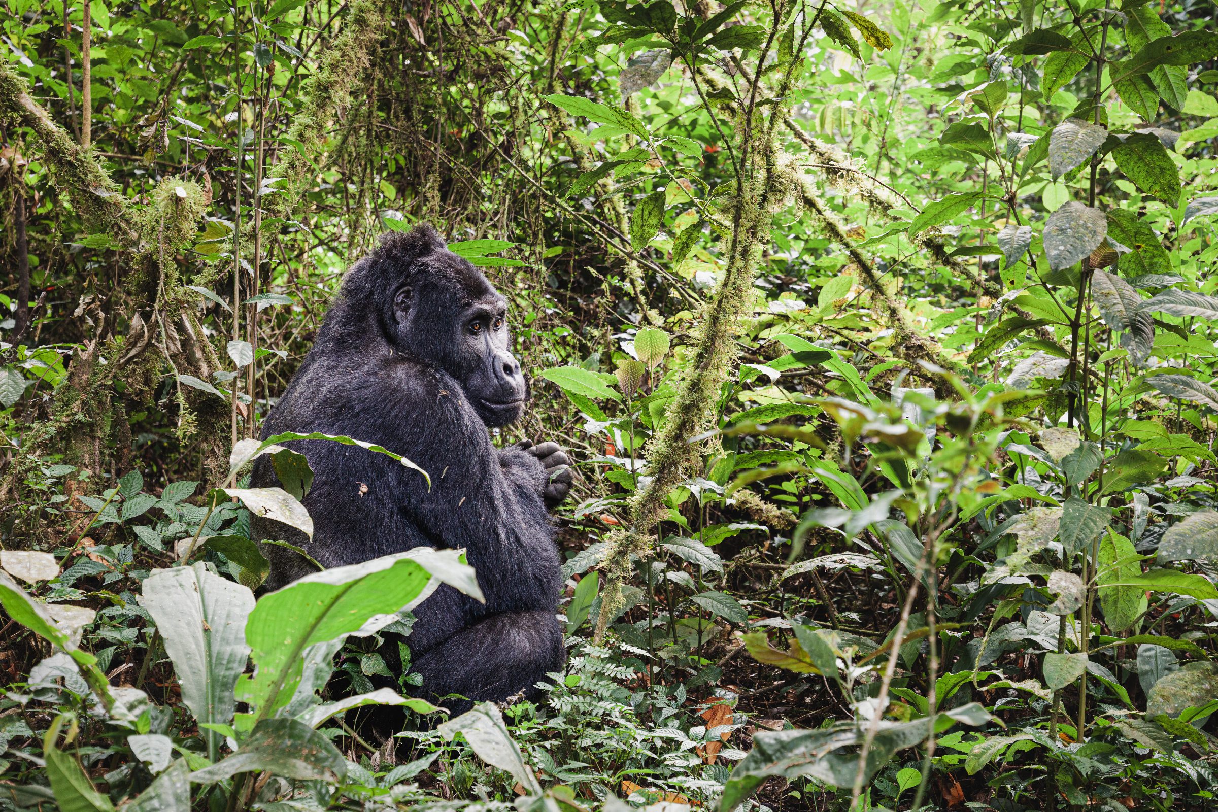 Bwindi, Uganda