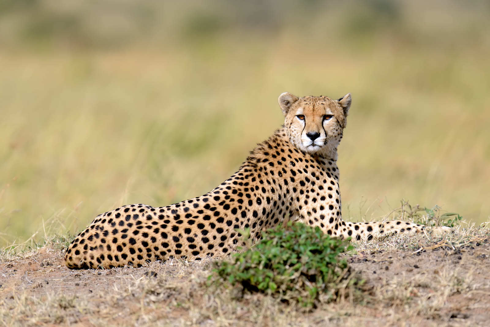 A cheetah resting in the grass of the Masai Mara