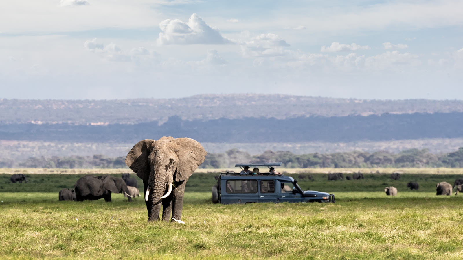 Elephants crossing the plains near a safari vehicle
