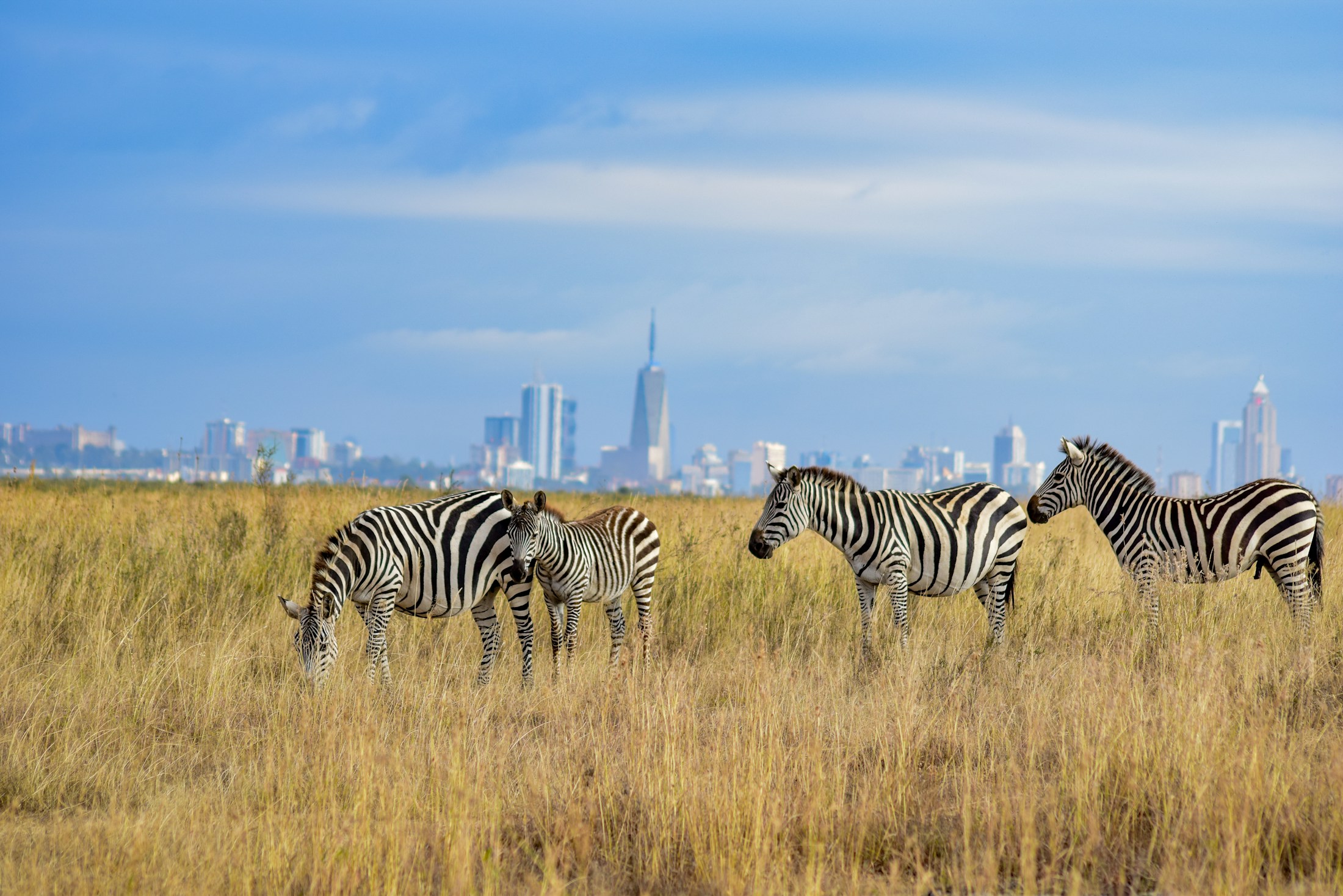 Zebra in Nairobi National Park with the city skyline beyond