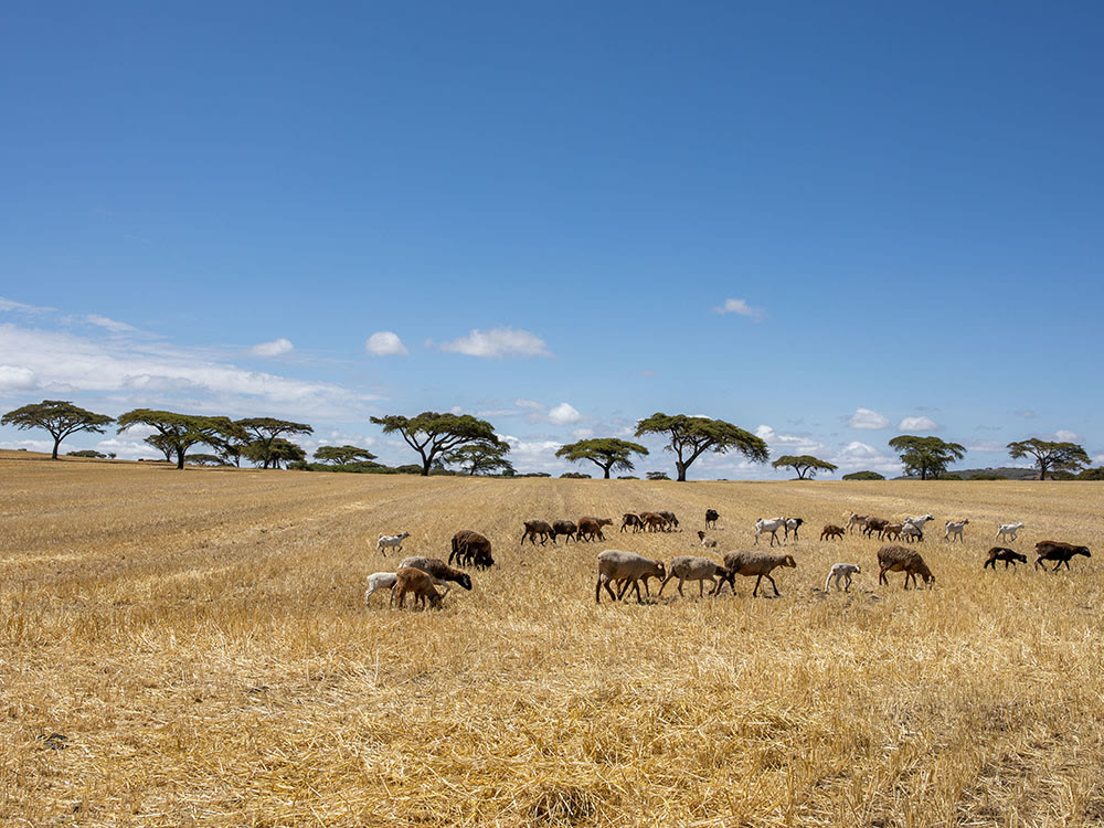 Mount Kenya, Kenya