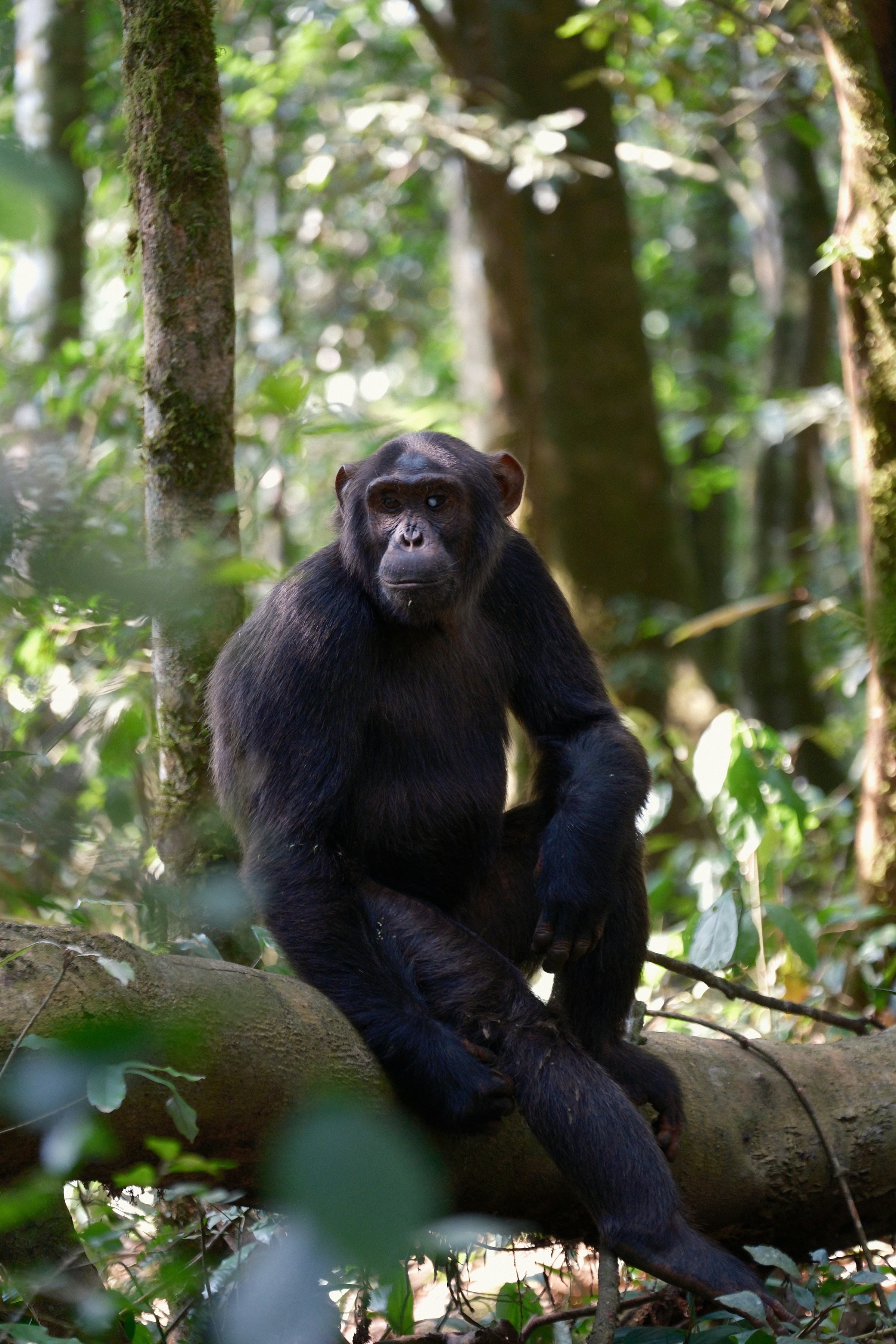 Kibale in Uganda
