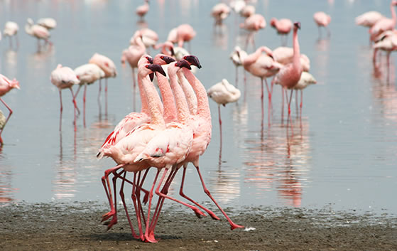 Lake Elementaita in Kenya