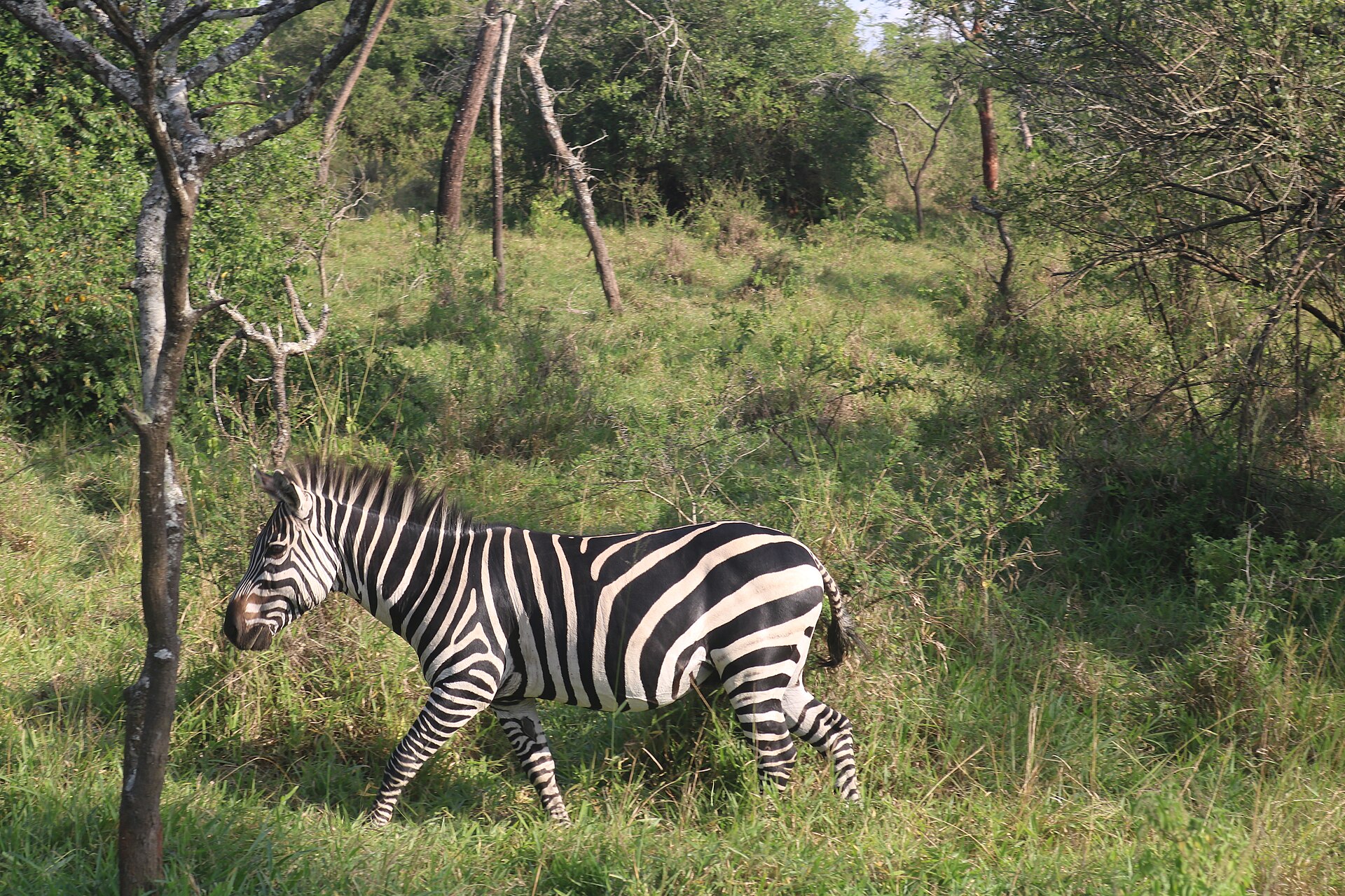 Lake Mburo in Uganda