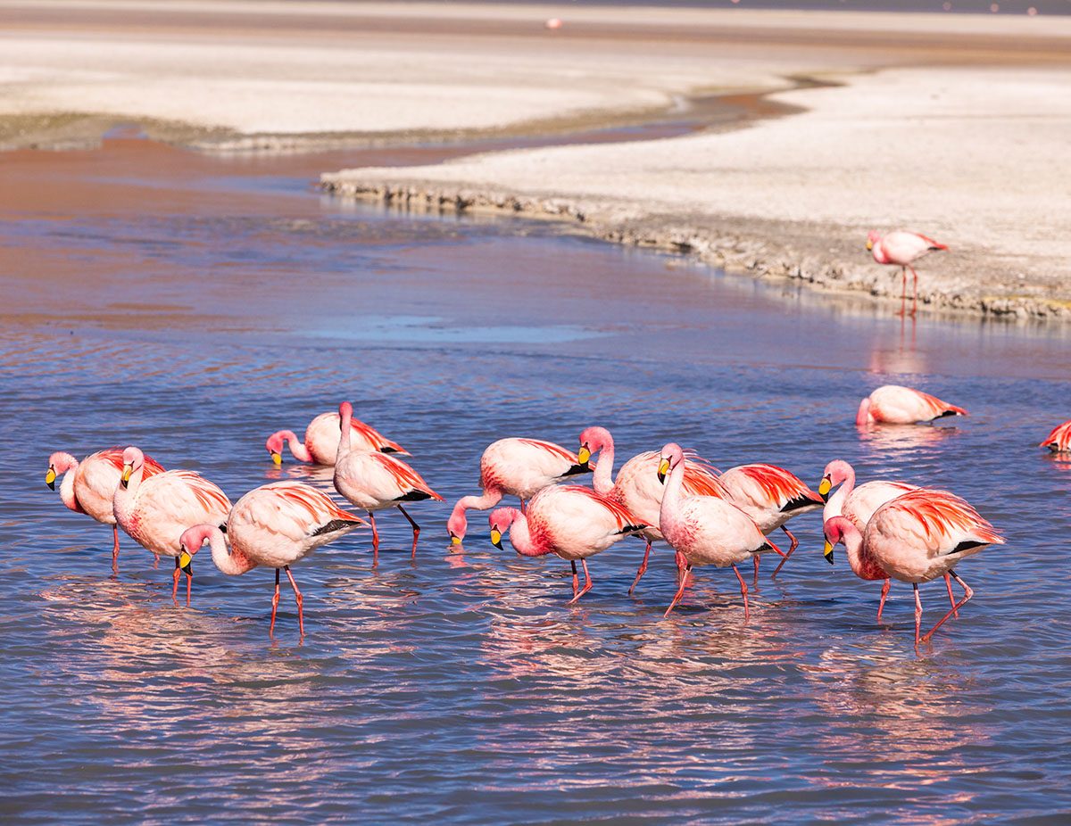 8-Day Kenya Safari and Beach Trip from Nairobi to Mombasa