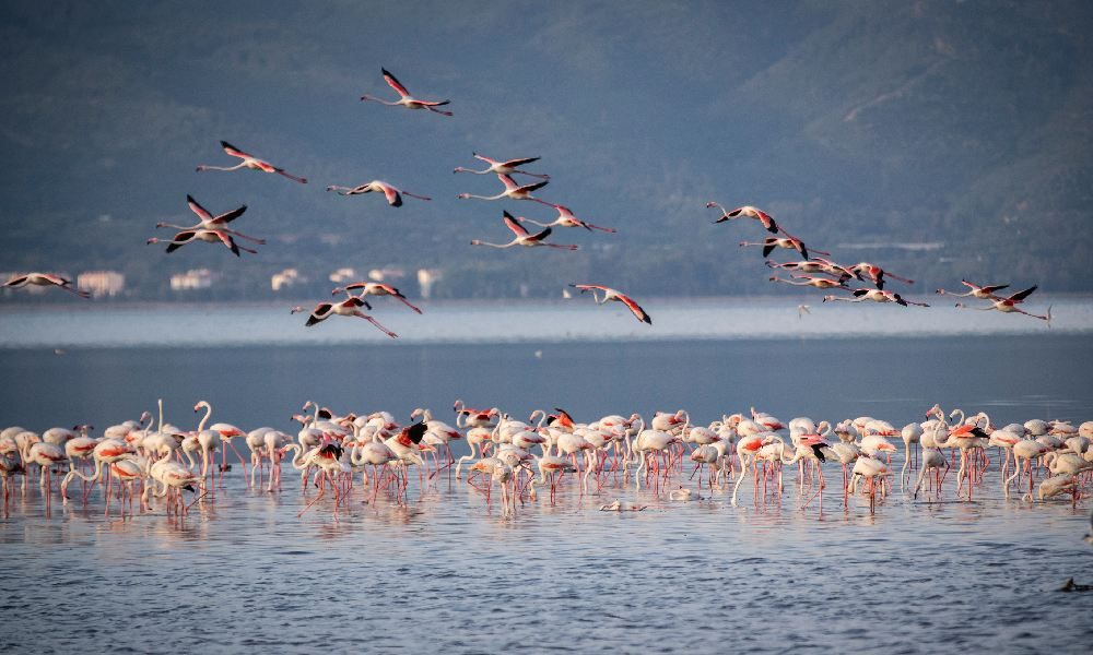 10-Day Kenya and Tanzania Safari Combined Package