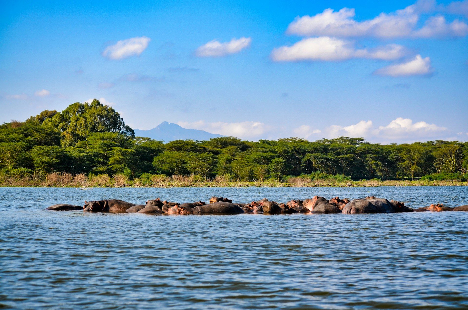 Kenya Wildlife Safari | 8-Days In Nairobi\'s Top Parks