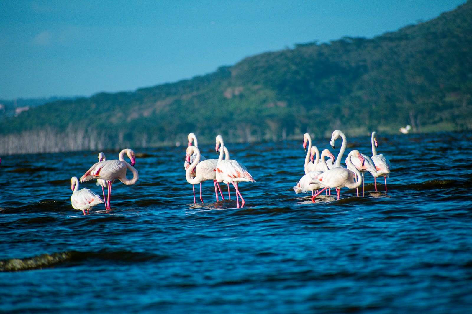Lake Nakuru, Kenya