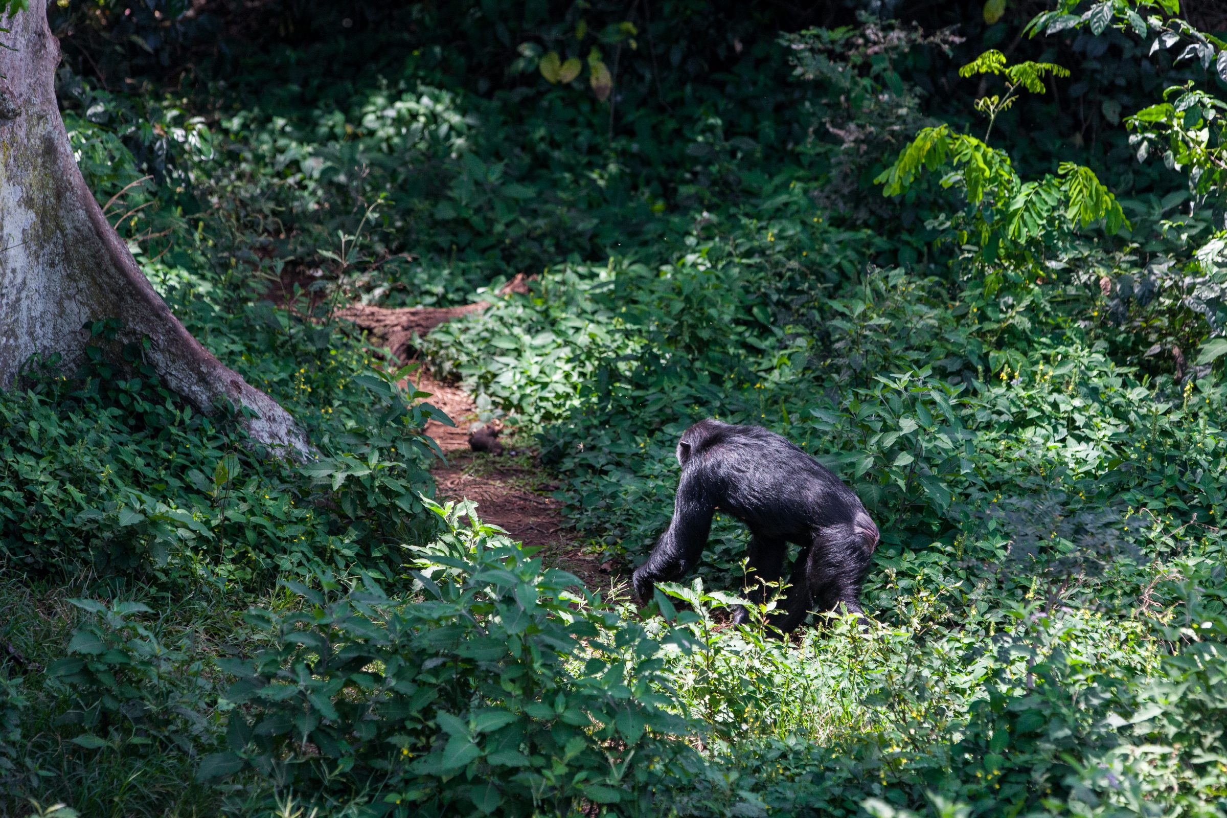 Lake Victoria, Tanzania