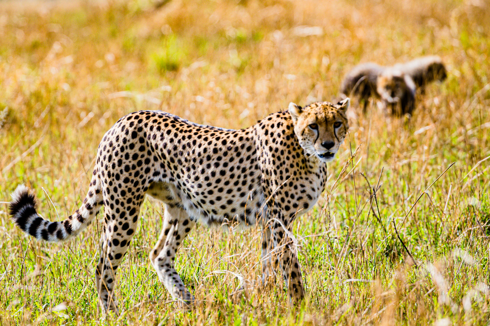 A cheetah watching the plains of the Masai Mara