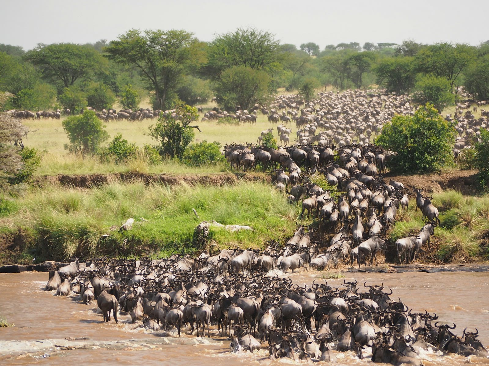 Wildebeest gathering during the Great Migration in East Africa