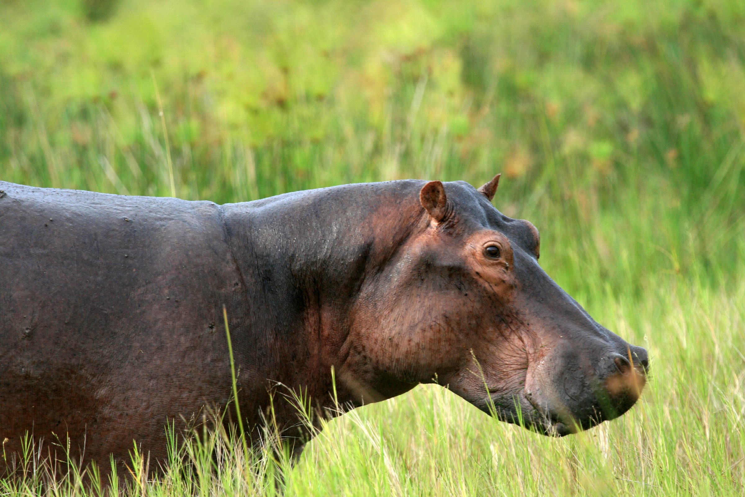 Lake Mburo, Uganda