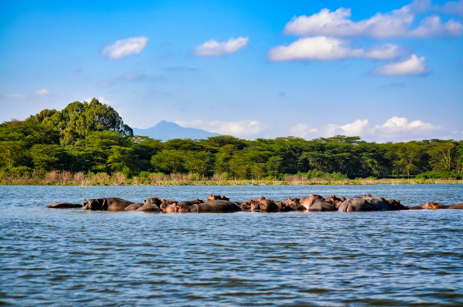Wildlife beside Lake Nakuru in Kenya