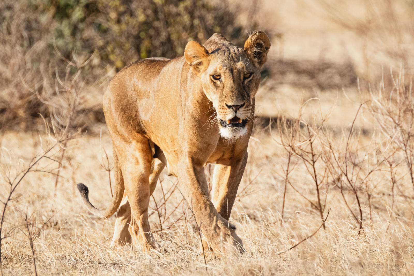 Kenya Safari Tours Packages |16-Days Kenya Wildlife Safari