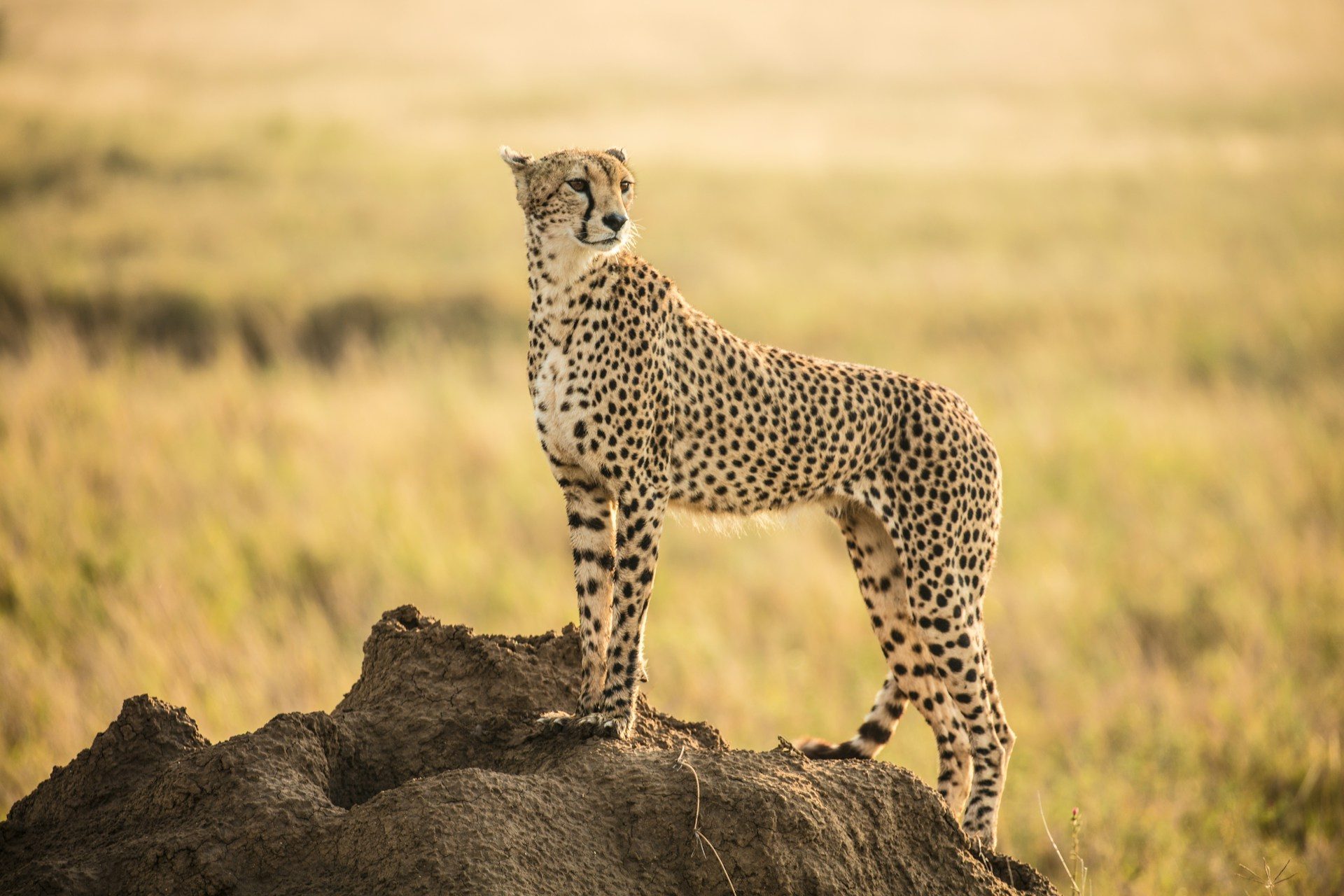 Tarangire, Tanzania