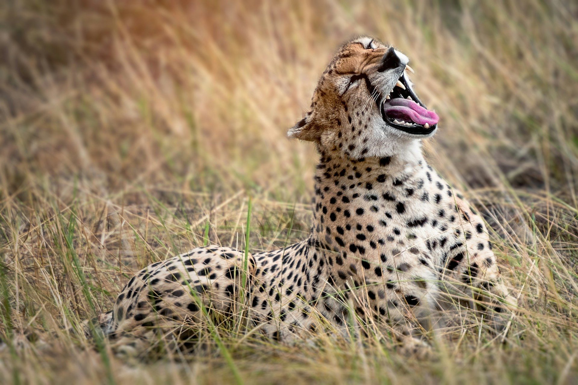 Safari Holiday from Arusha Tanzania