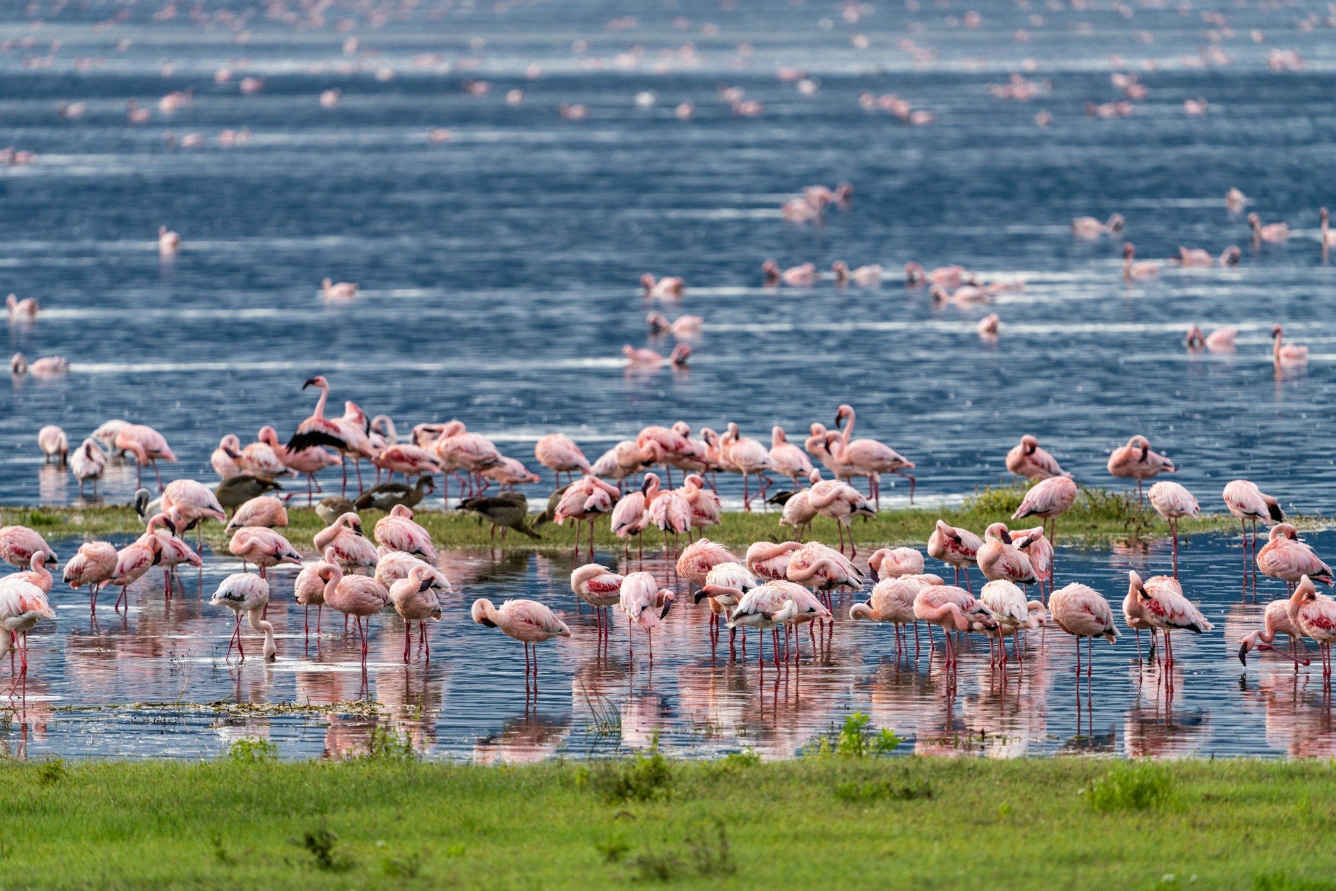 Africa Safari Tour kenya and Tanzania Safaris