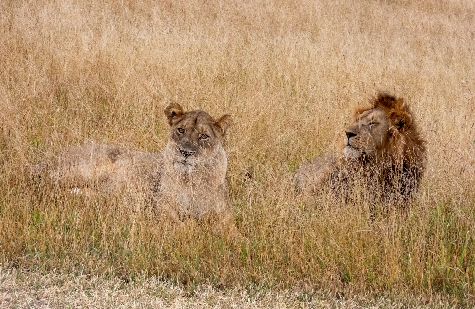 Serengeti, Tanzania