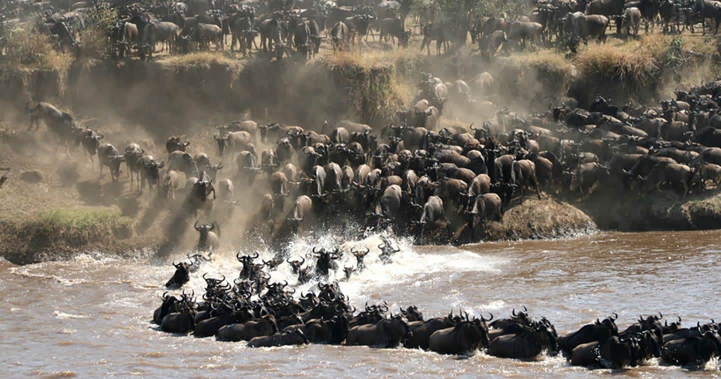 Wildebeest in the water of mara river